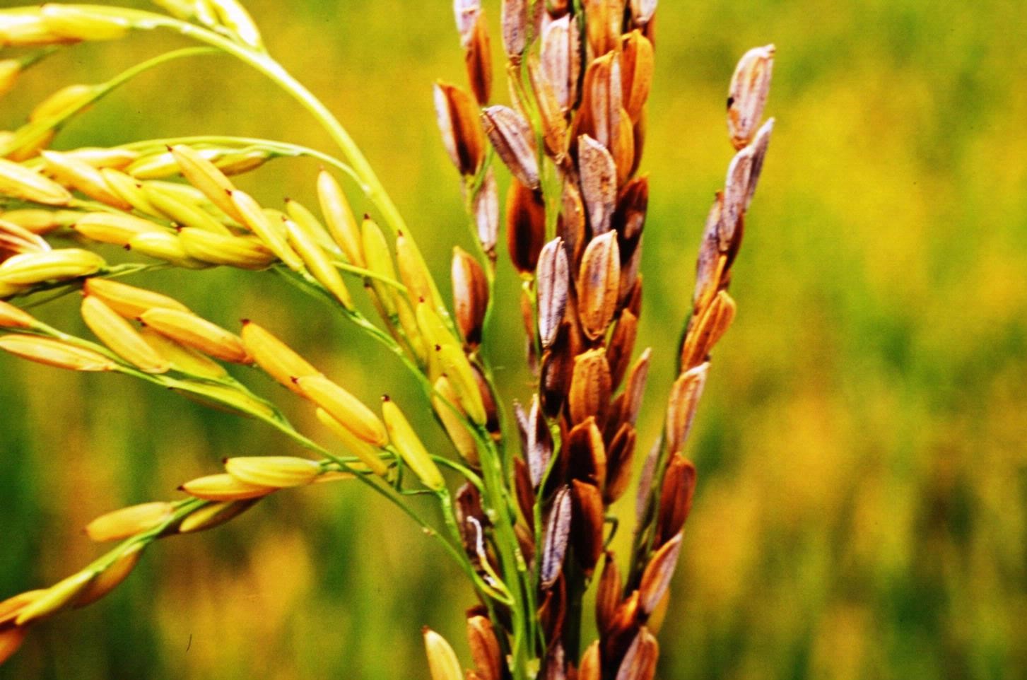Thuốc Bệnh (Đặc trị Đạo ôn, Vi khuẩn & Lem lép hạt)